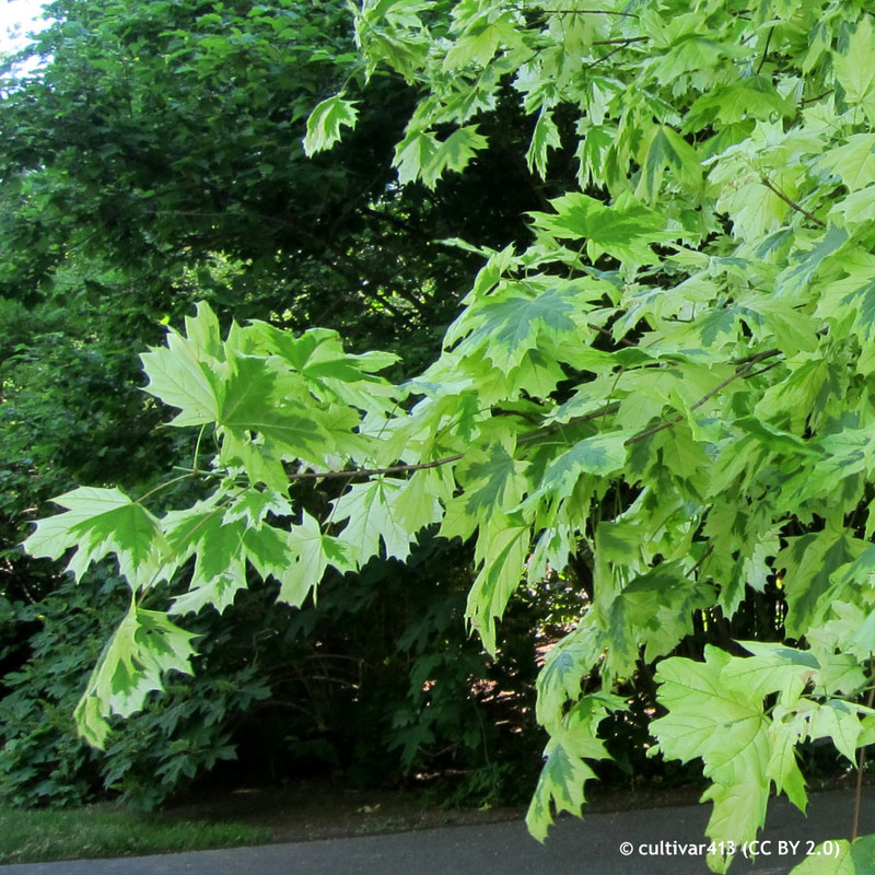 Acer platanoides 'Drummondii'  POTTED Acer platanoides 'Drummondii'  POTTED