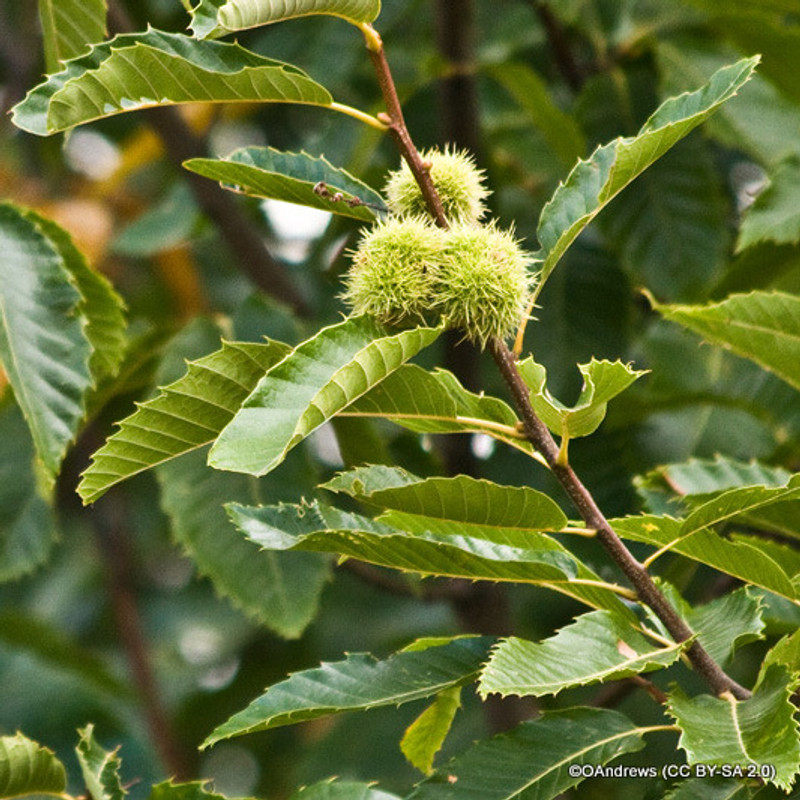 Castanea sativa (Sweet Chestnut) POTTED Castanea sativa (Sweet Chestnut) POTTED