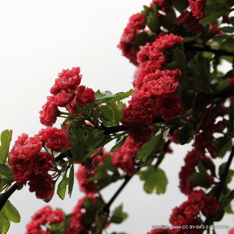 Crataegus 'Paul’s Scarlet' POTTED