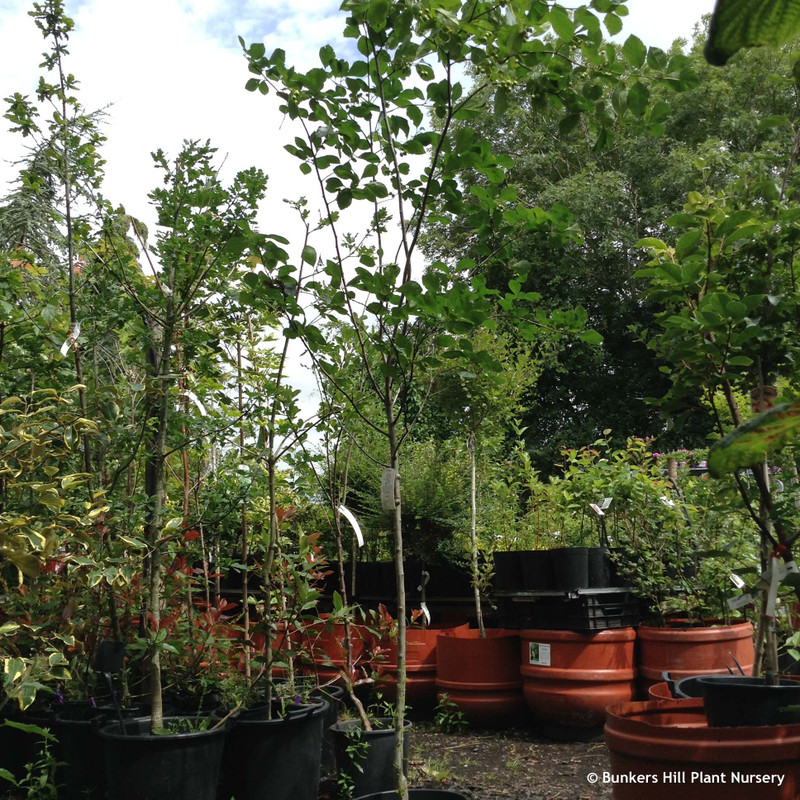 Crataegus persimilis 'Prunifolia' POTTED