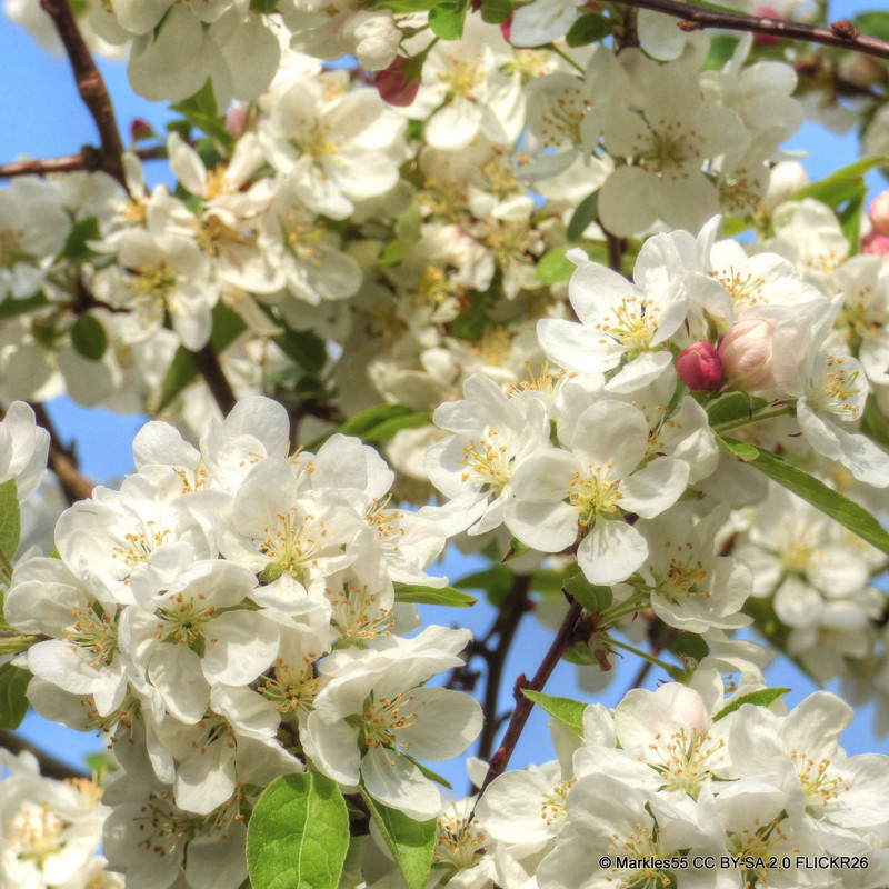 Malus 'Evereste' (Crabapple) POTTED