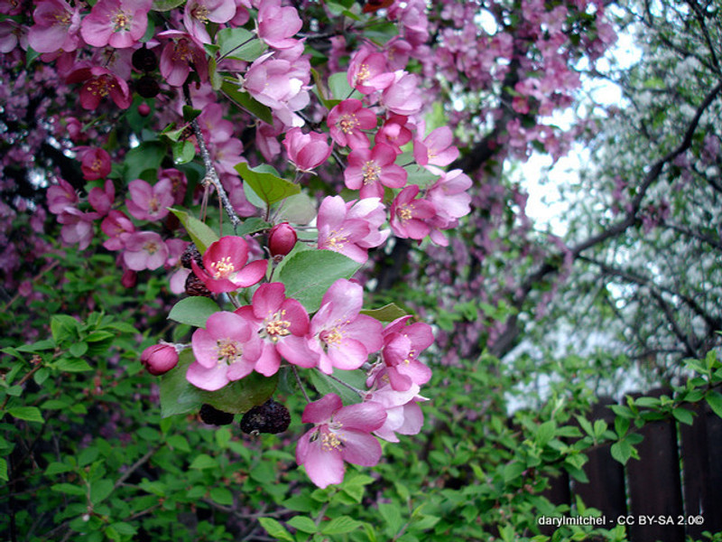 Malus 'Profusion' (Crabapple) POTTED
