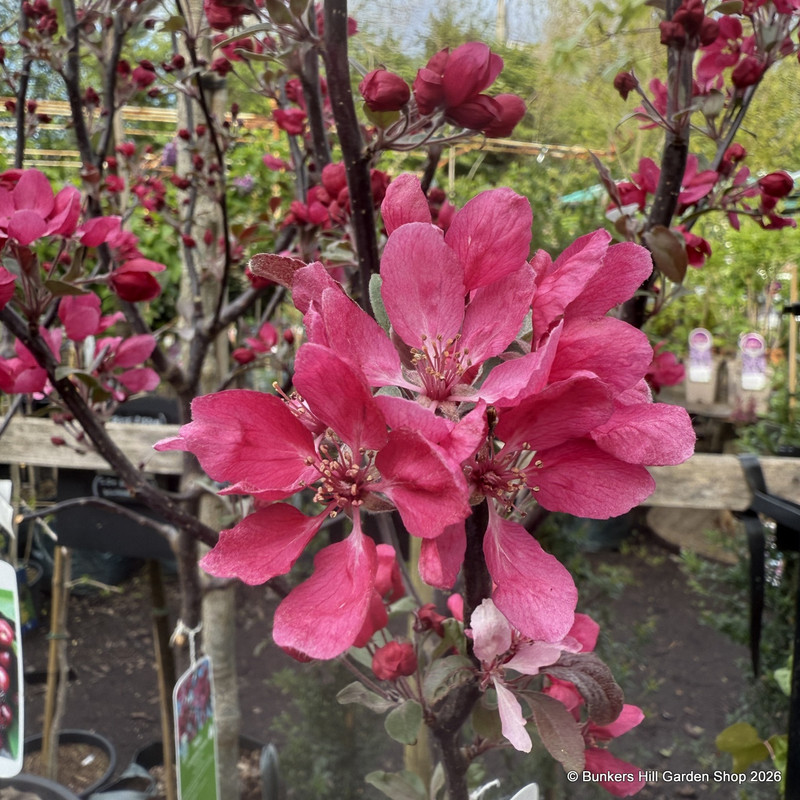 Malus 'Profusion' (Crabapple) POTTED