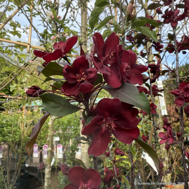 Malus 'Royalty' (Crabapple) POTTED