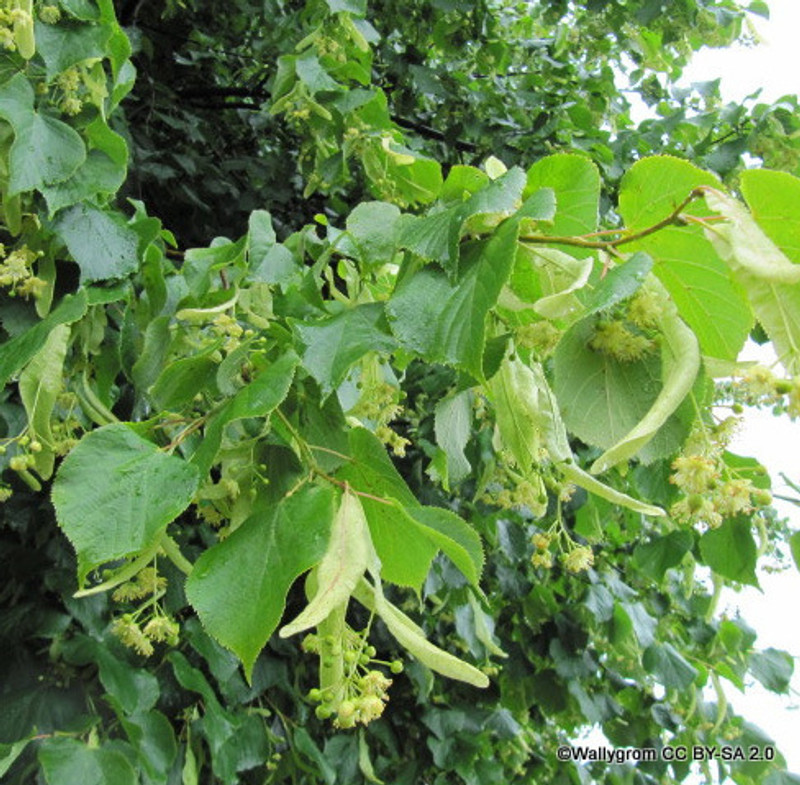 Tilia cordata (Small-leaved Lime)  POTTED Tilia cordata (Small-leaved Lime)  POTTED