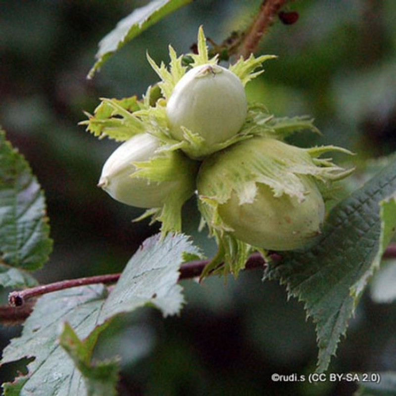 Corylus avellana (Hazel, Cobnut)  POTTED