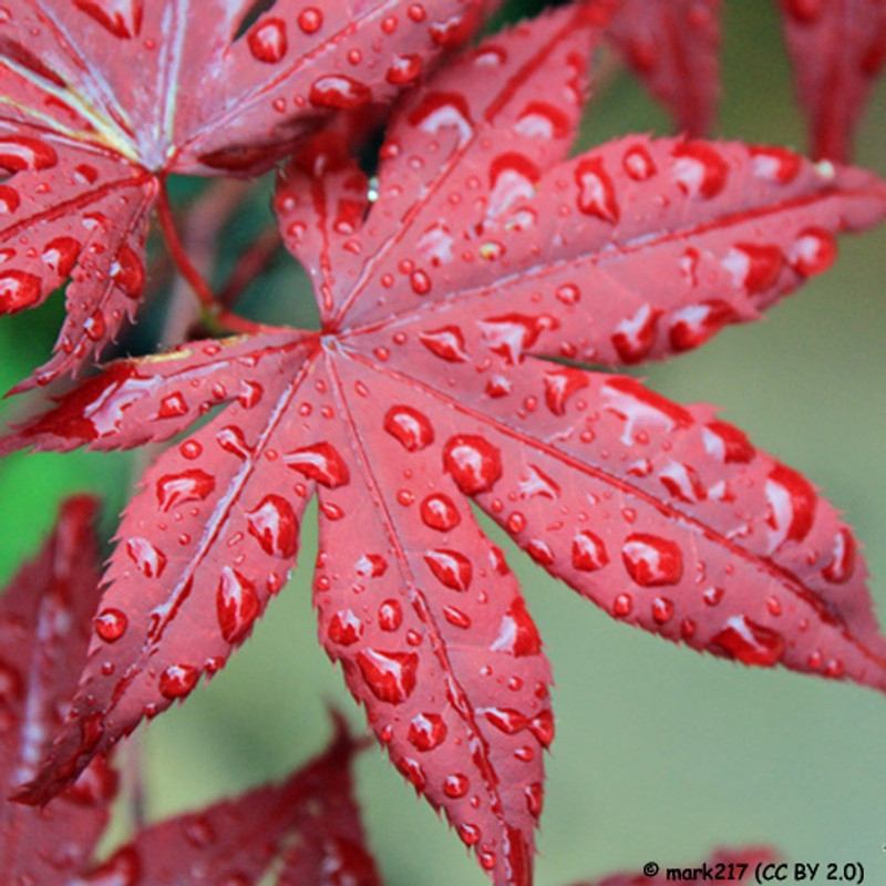 Acer platanoides 'Crimson King' (Norway Maple) POTTED Acer platanoides 'Crimson King' (Norway Maple) POTTED