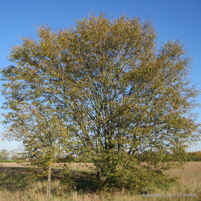 Carpinus betulus (Hornbeam) -  Standard BAREROOT