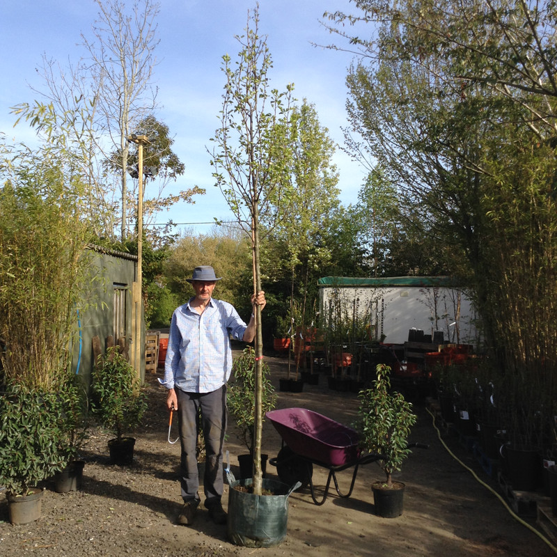 Pyrus calleryana 'Chanticleer (Callery Pear) POTTED