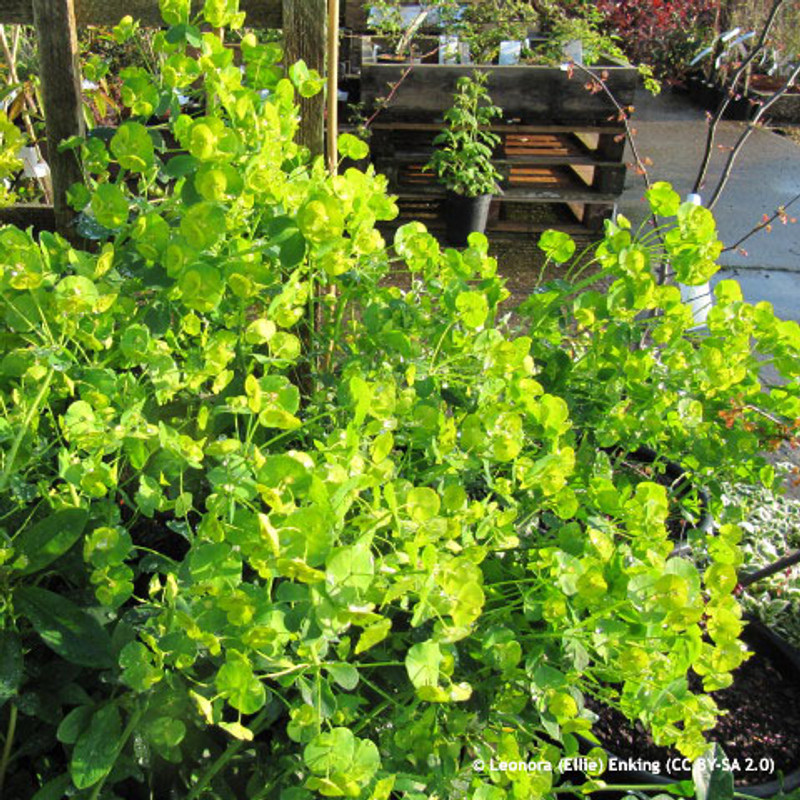 Euphorbia 'Robbiae' 5L