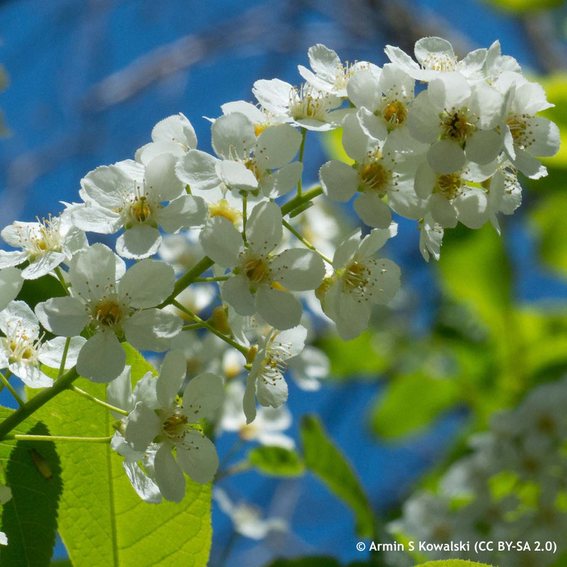 Prunus padus 'Watereri'  POTTED Prunus padus 'Watereri'  POTTED