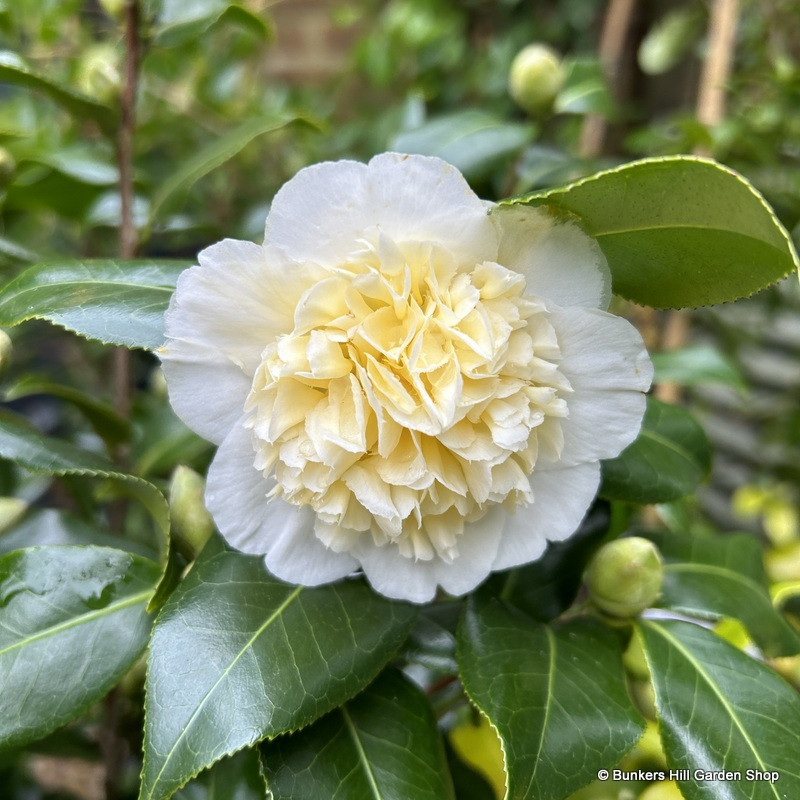 Camellia 'Jury's Yellow' 3ltr