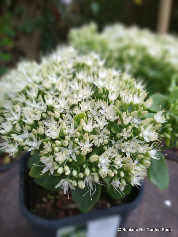 Sedum 'Stardust'