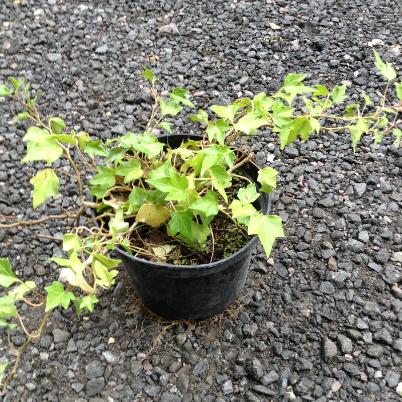 Hedera 'Green Ripple' (Ivy) - 2ltr