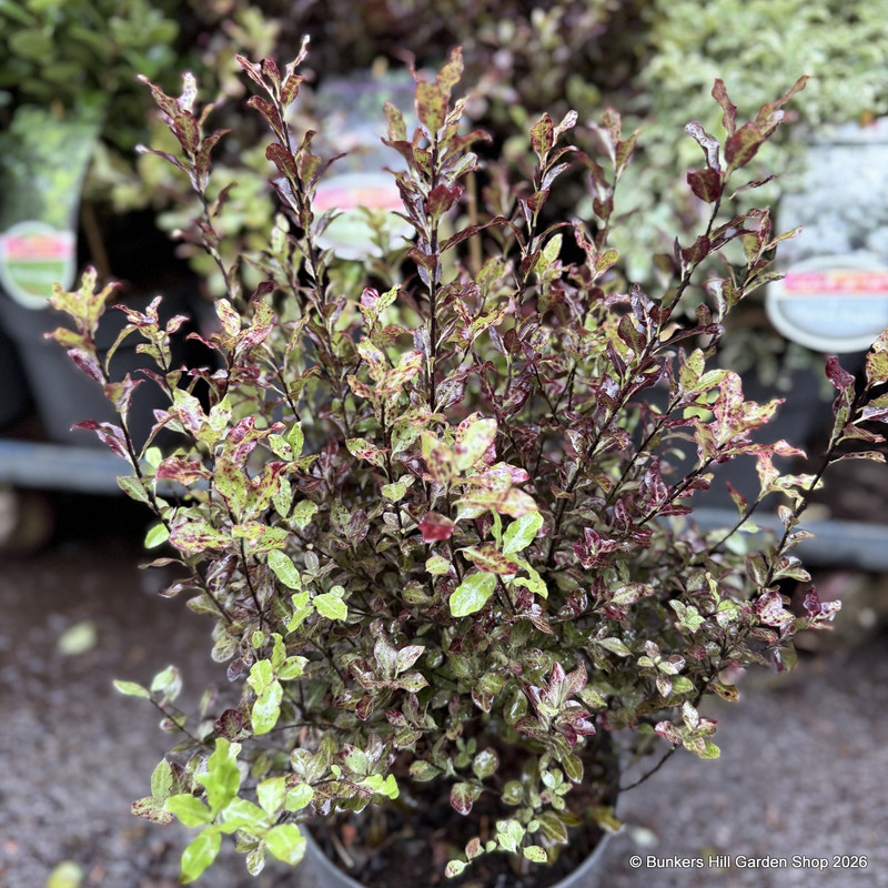 Pittosporum 'Tom Thumb‘ (5L)