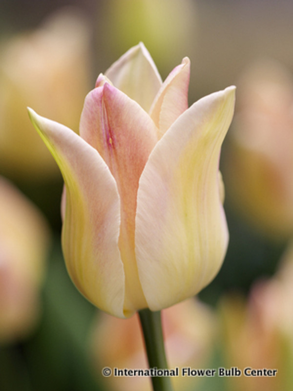 Tulip 'Elegant Lady' - Bag of 25 bulbs