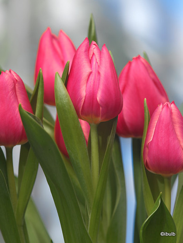 Tulip 'Christmas Marvel' - Bag of 25 bulbs Tulip 'Christmas Marvel' - Bag of 25 bulbs