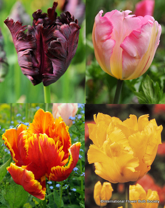 Tulip 'Mixed Parrot' - Bag of 25 bulbs