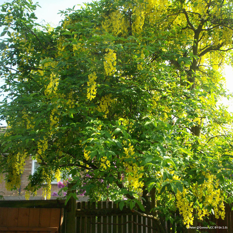 Laburnum x watereri 'Vossii'  POTTED