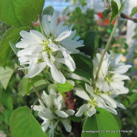 Amelanchier alnifolia 'Obelisk'