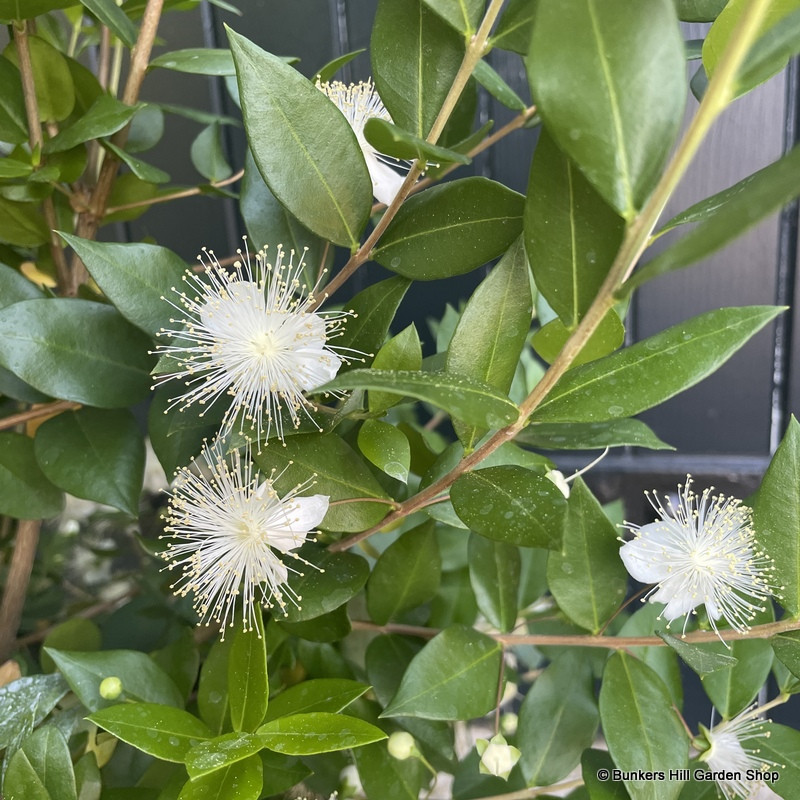 Myrtus communis (Common Myrtle) 3L