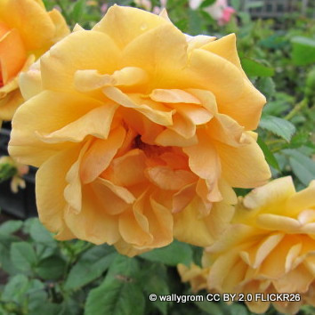 'Sun Charm' - Patio Rose