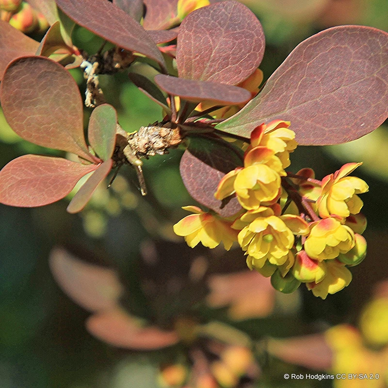 10 x Berberis thunbergii 'Atropurpurea' (Barberry) 40-60cm bare root
