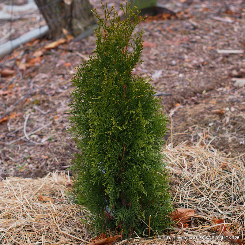 Thuja occidentalis 'Smaragd' 175-200cm rootball