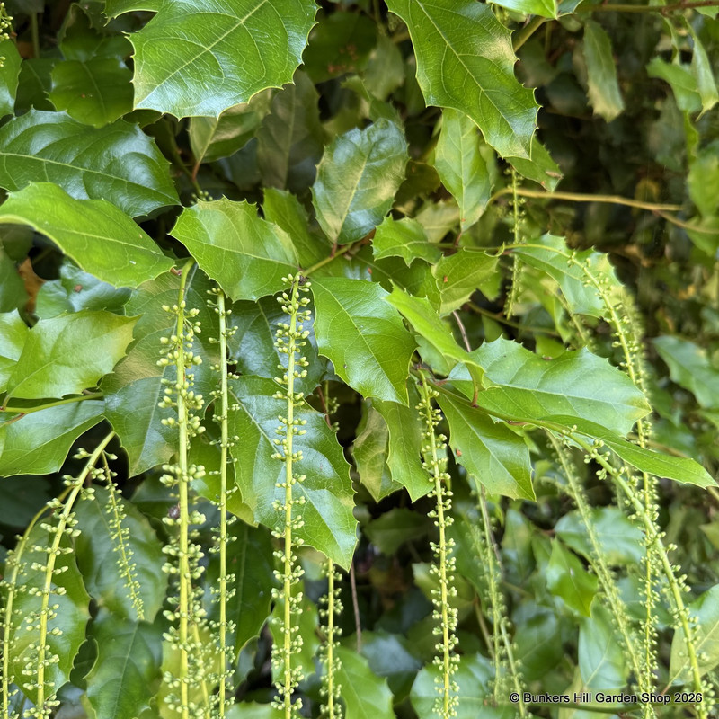 Itea ilicifolia 4L