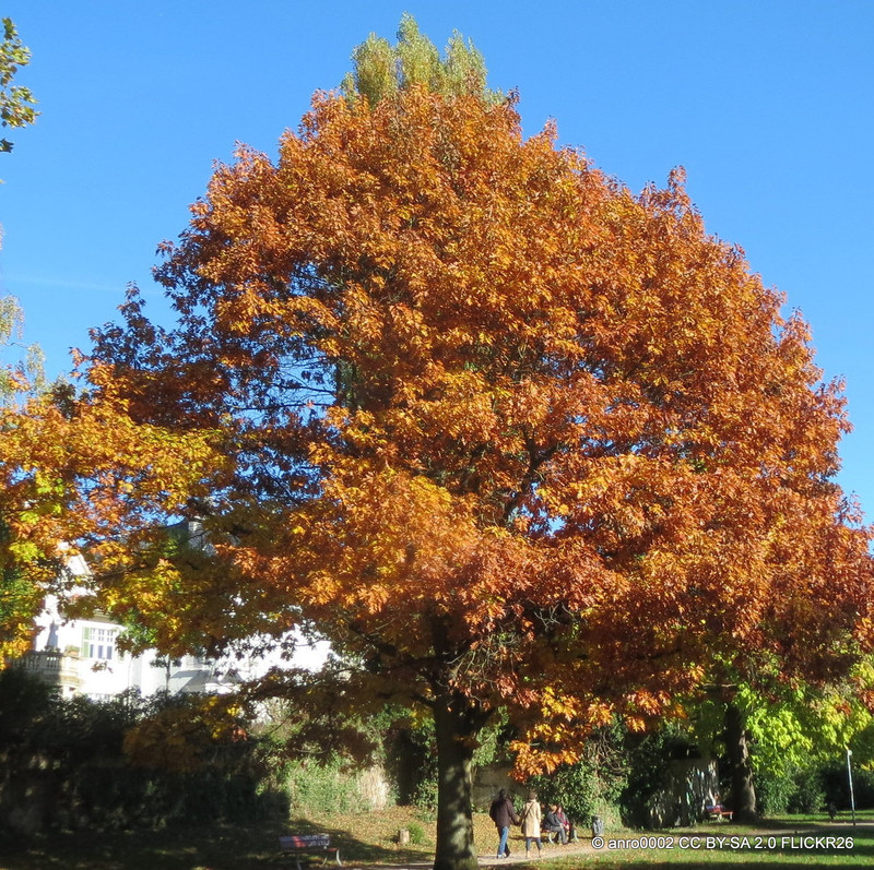 Quercus rubra BAREROOT