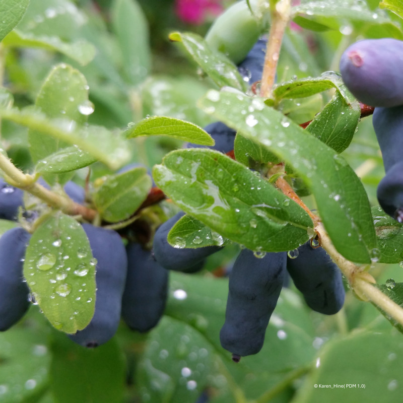 Lonicera 'Boreal Beauty Honeyberry'