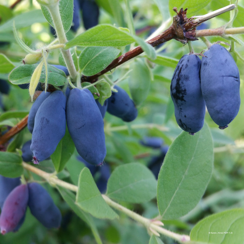 Lonicera 'Boreal Blizzard Honeyberry'