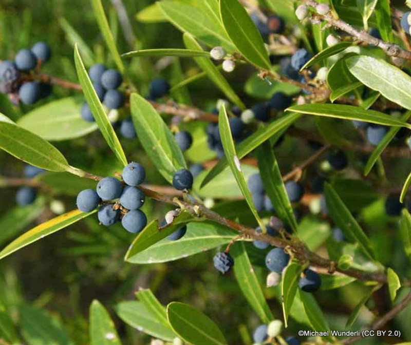 Phillyrea angustifolia 100-125cm rootball