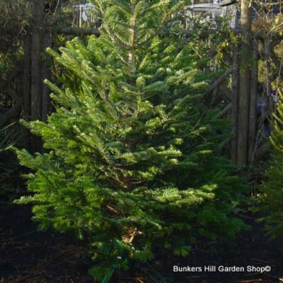 Picea abies (Norway Spruce) 150-175cm rootball