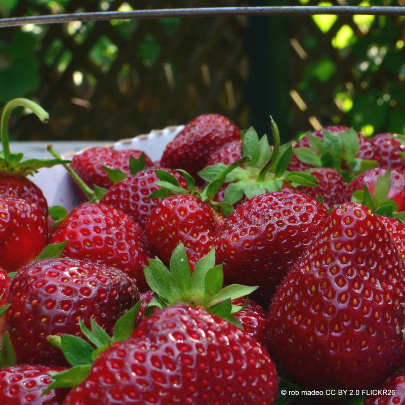 Strawberry 'Ostara' - 10 bare root plants