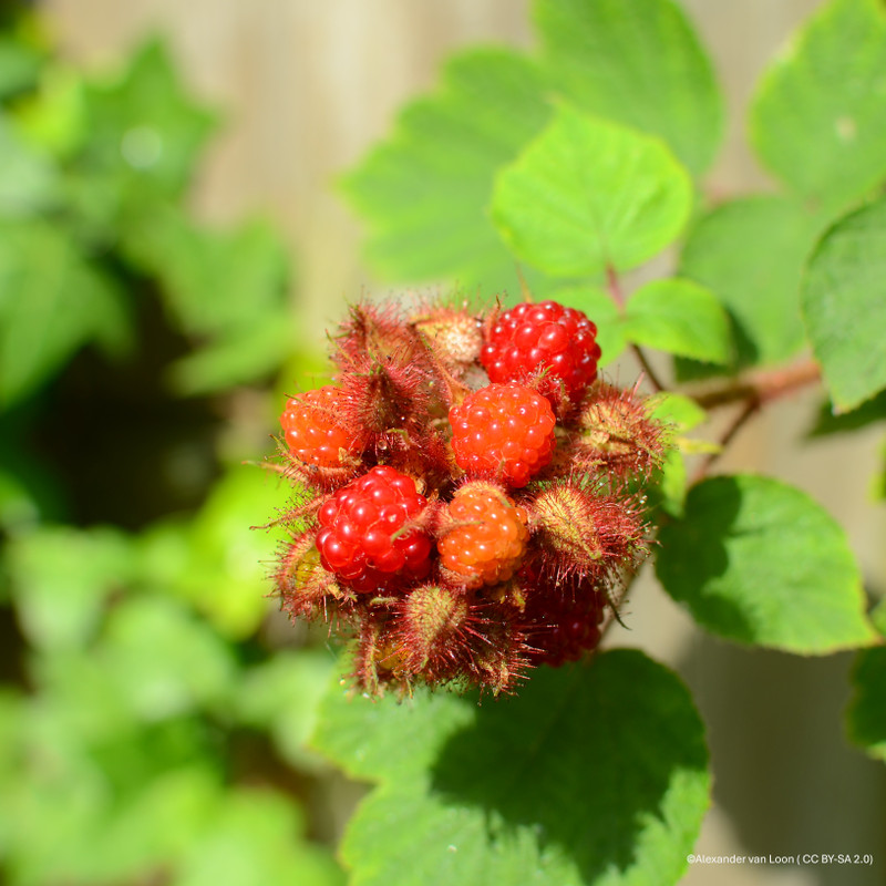 Japanese Wineberry 2L
