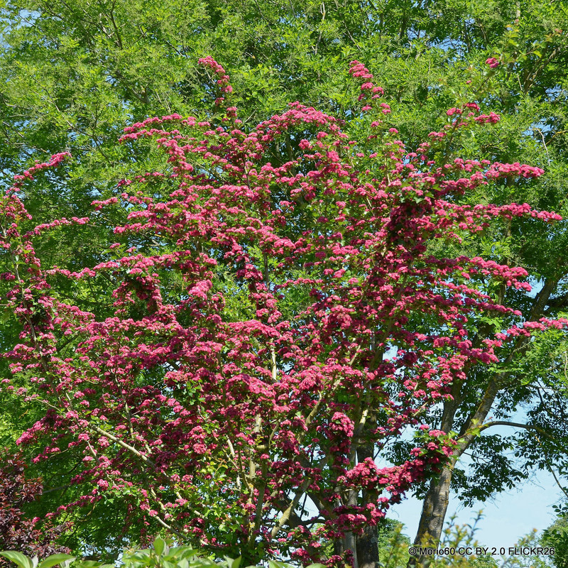 Crataegus laevigata 'Rosea Flore Pleno' (Double Pink Hawthorn) BAREROOT