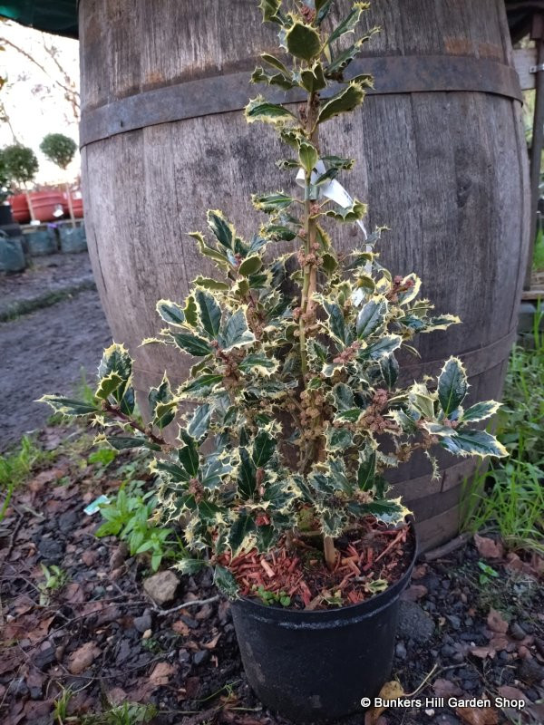 Ilex 'Ferox Argentea' 5L