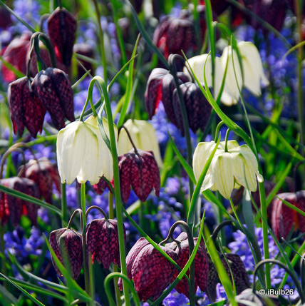 25 x  Fritillaria melegris  - Bulbs in the Green