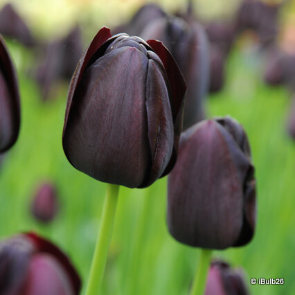 Tulip 'Queen of the night' 1L