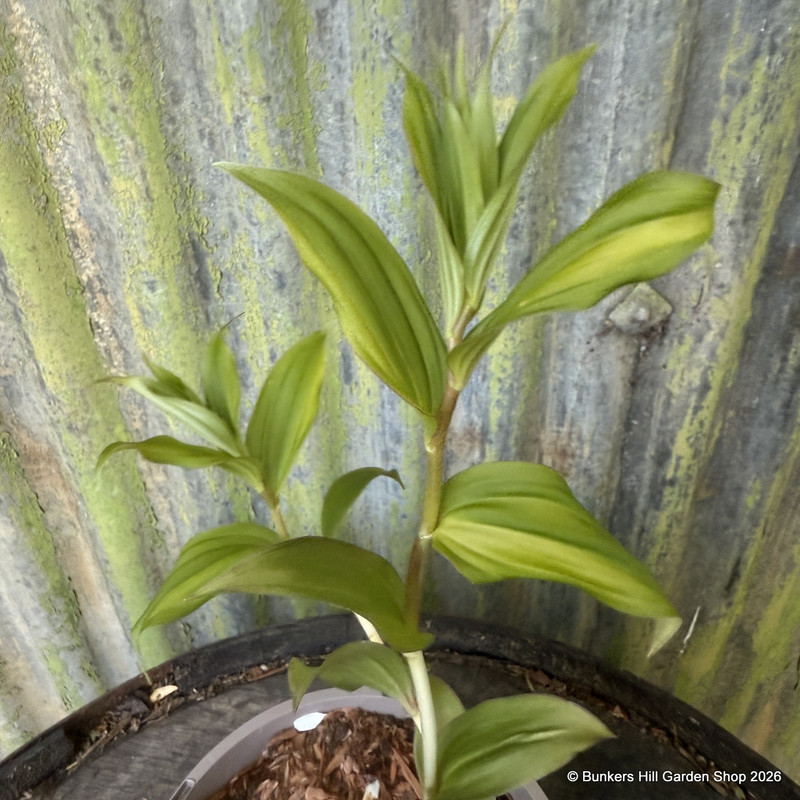 Maianthemum salvinii 2L