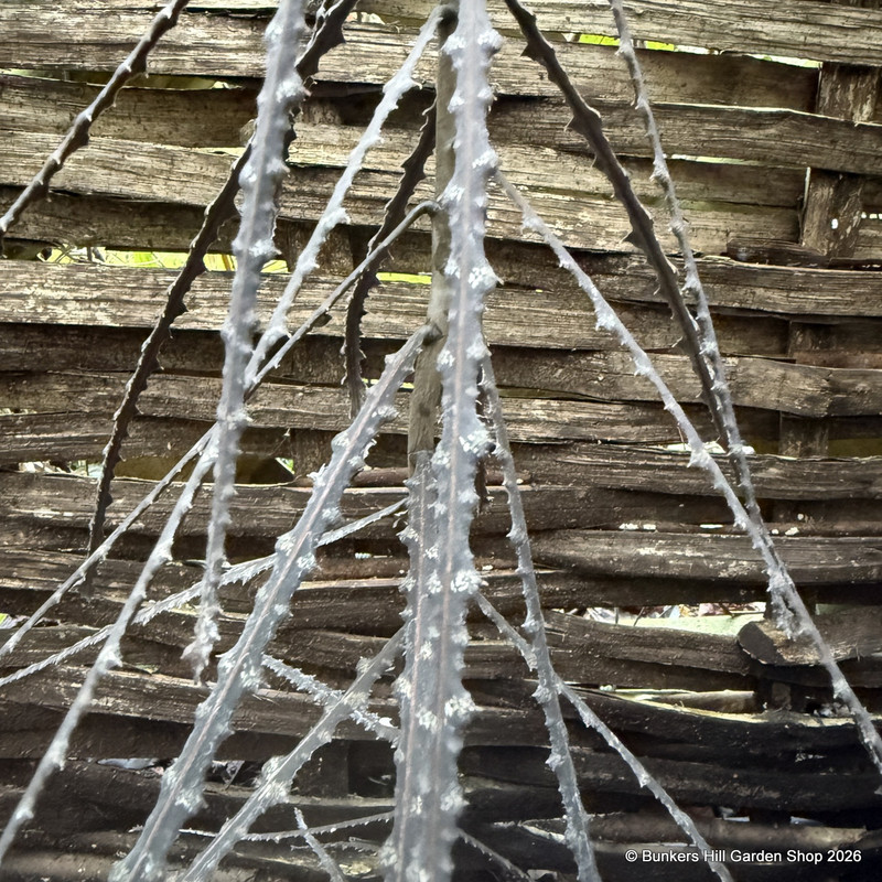 Pseudopanax ferox 2L