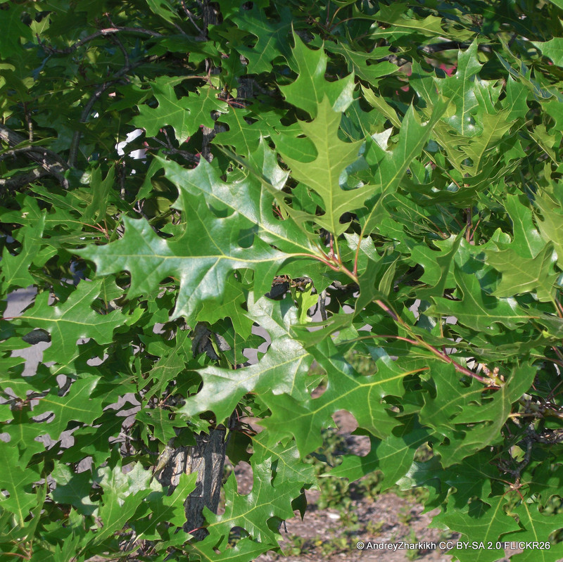 Quercus buckleyi 4L