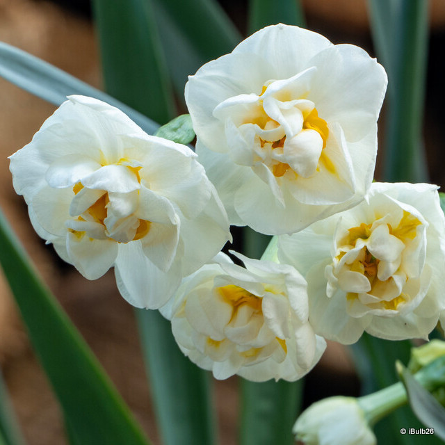 Narcissi Bridal Crown (pot)