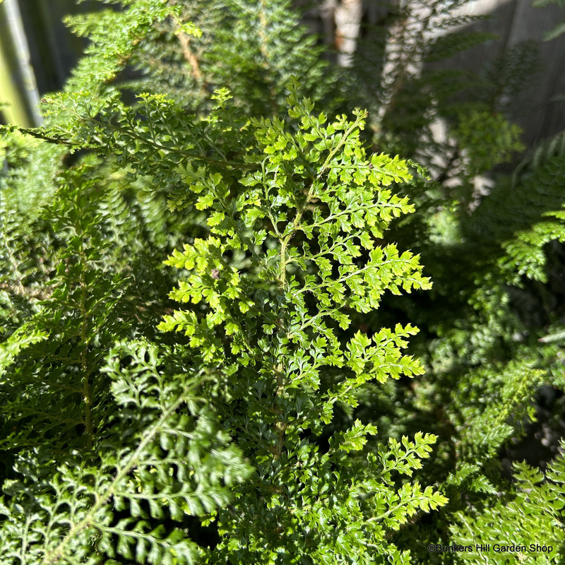 Polystichum setiferum 'Plumosum Densum'