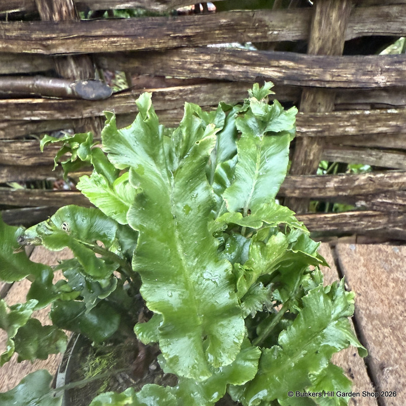 Asplenium scolopendrium 'Cristata'