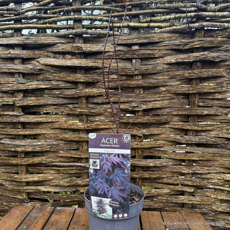 Acer palmatum 'Black Lace' 3L