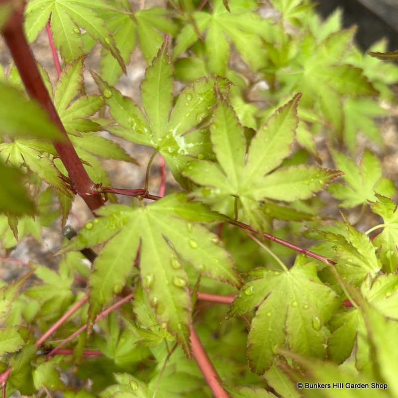 Acer palmatum 'Sangokaku' (p19)