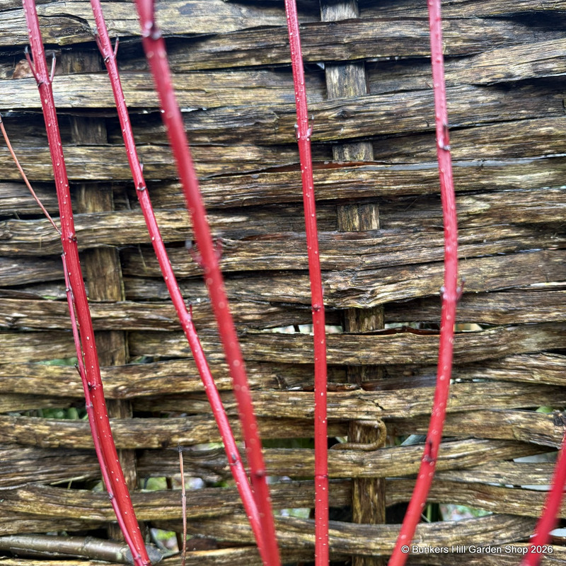 Cornus alba 'Miracle' 5L