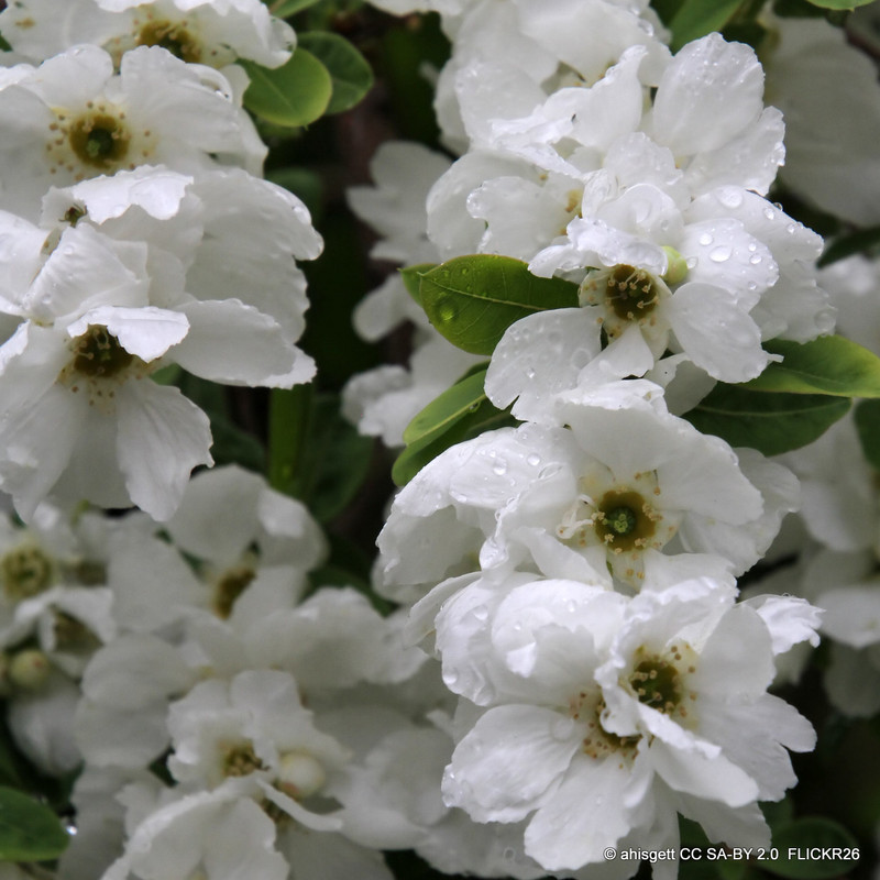 Exochorda niagara 5L